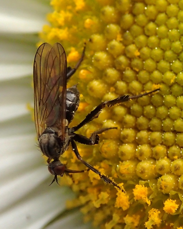 Empididae